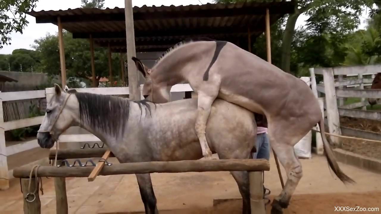 Horny donkey fucking a tight mare pussy outdoors