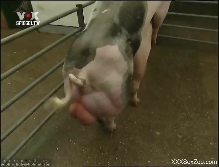 Sexy pig showing its naughty bits in an education video