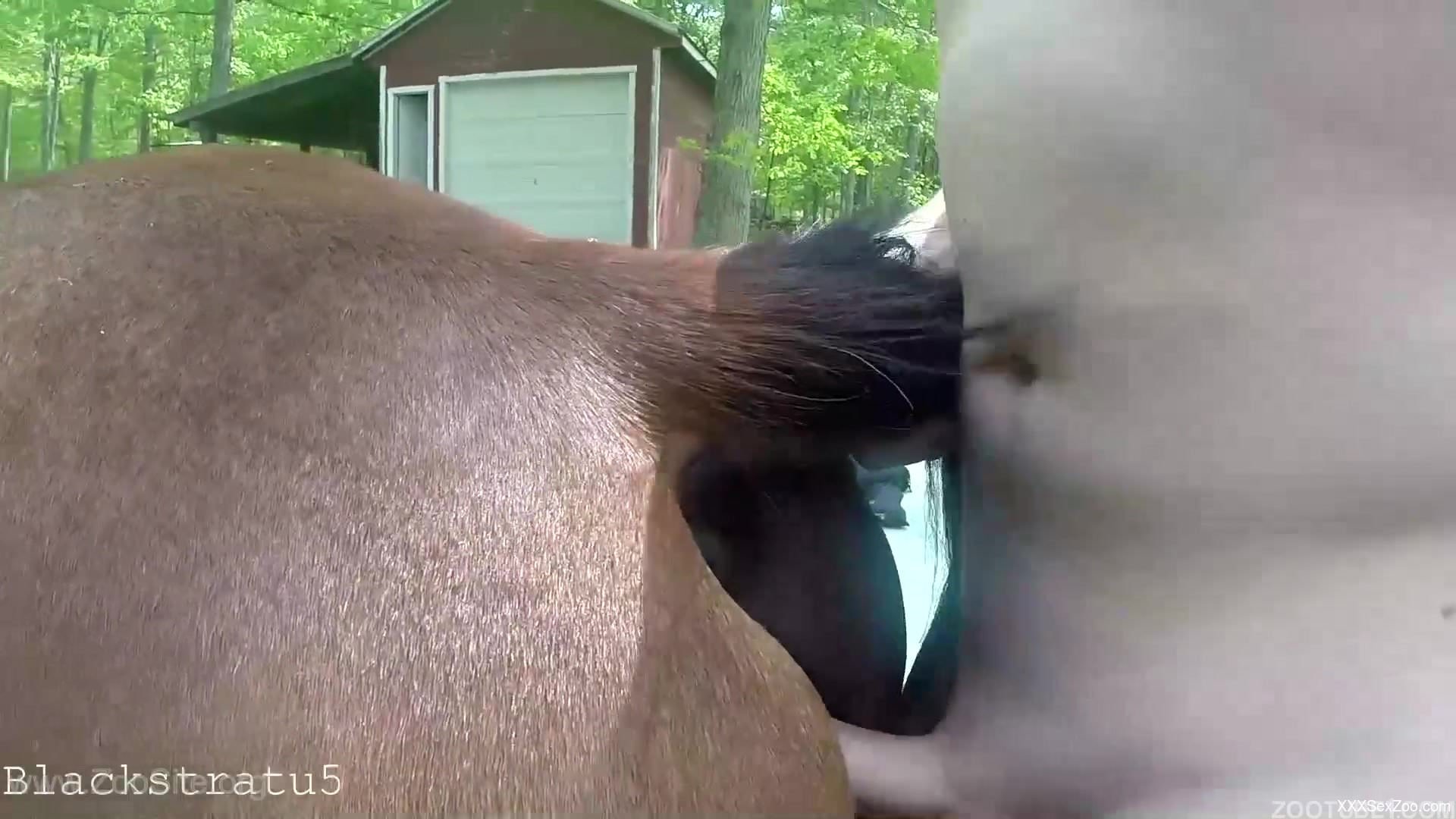Farmer with hard prick pounds his own brown stallion from behind