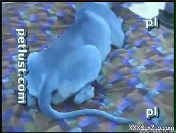 Nasty bestiality action with awesome anal sex and a doggy