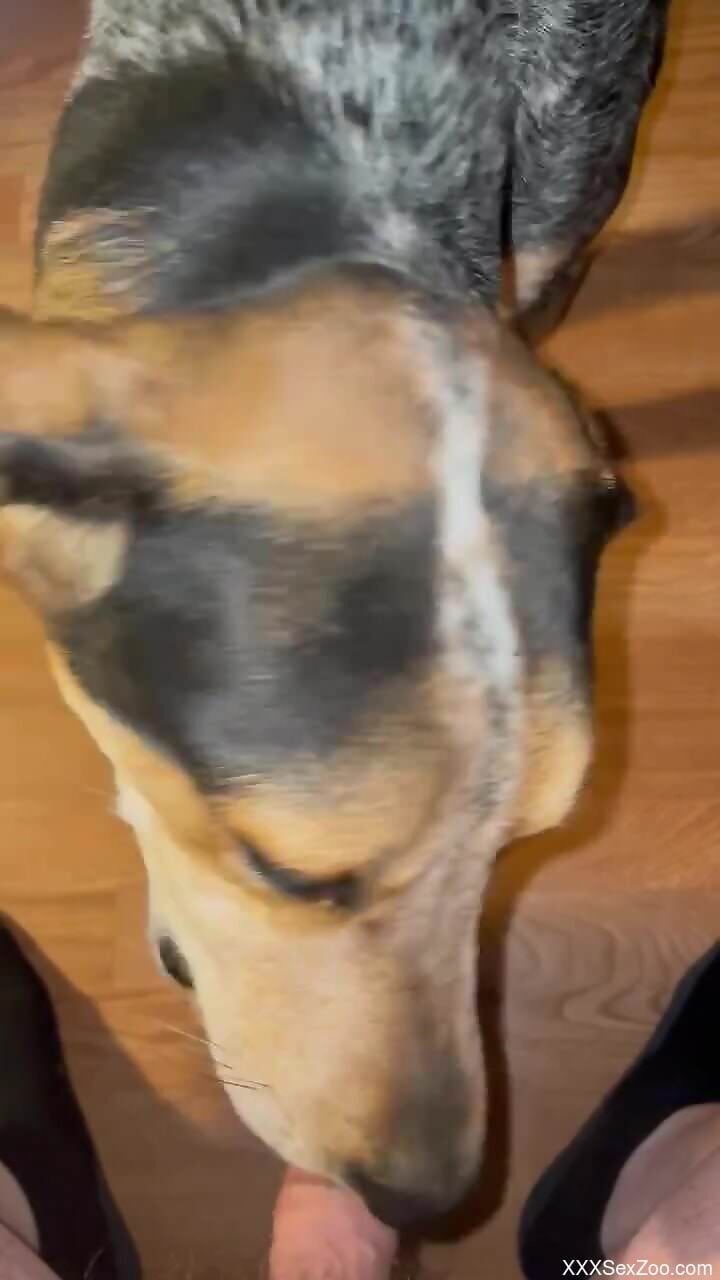 Dude waving his cock in front of dog's sexy face