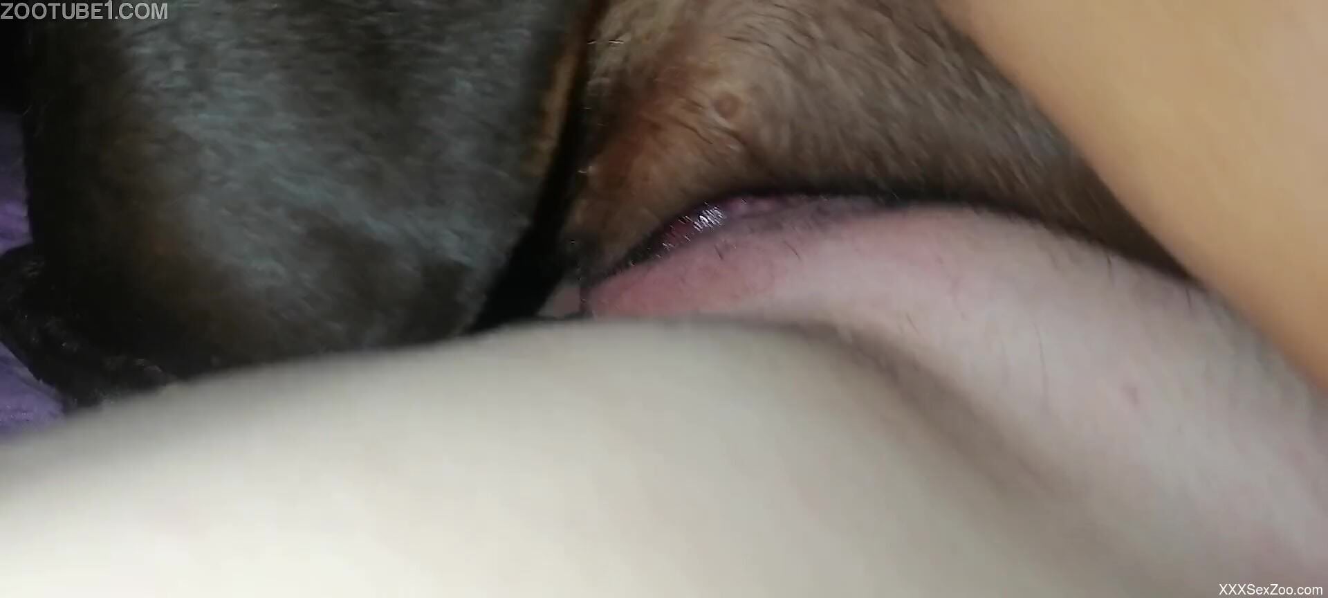 Aroused woman lands dog's penis in her muff in closeup scenes