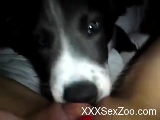 Passionate POV pussy eating from a really cute puppy