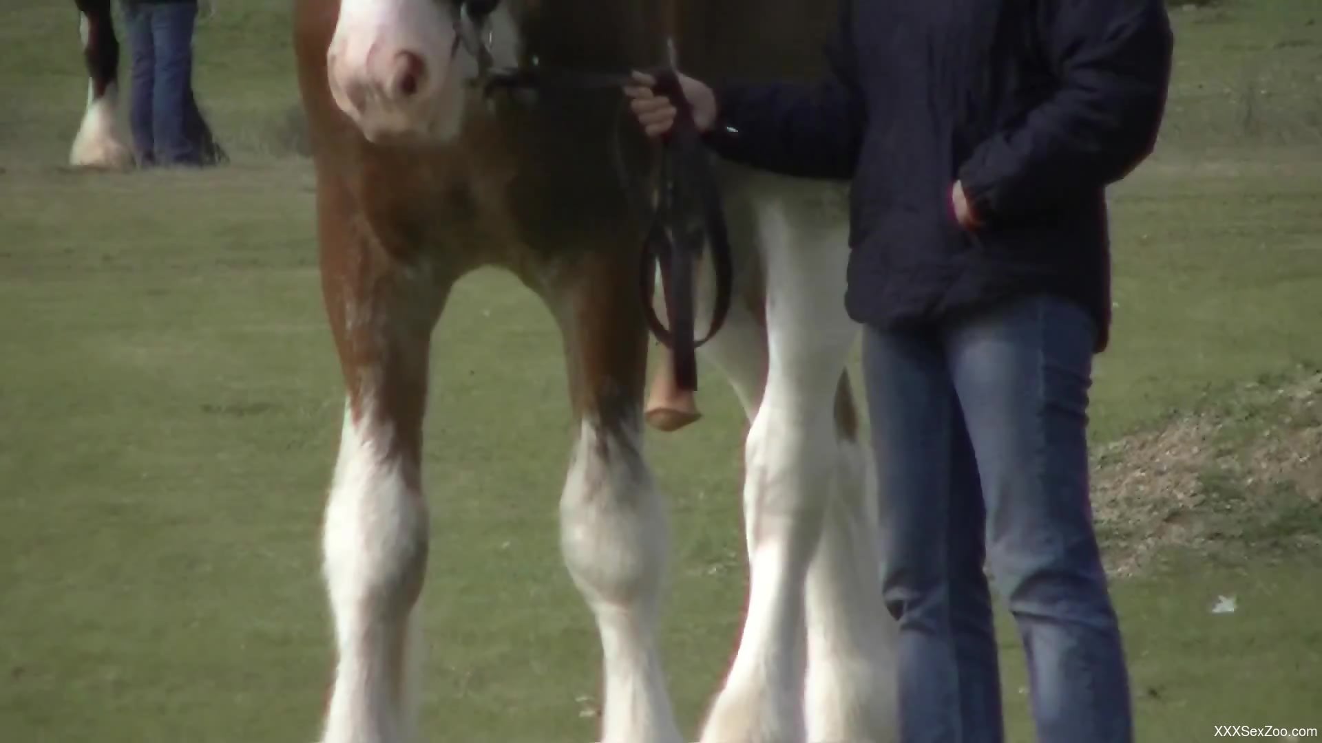 Voyeur-style XXX video showing a huge horse cock