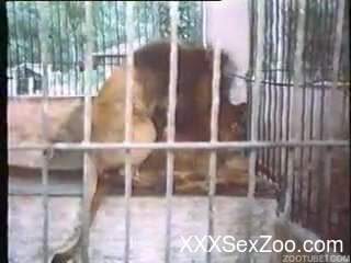 Good-looking farm bestiality action with a white pony