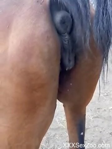 Horny male craves sex with this horse in limitless scenes