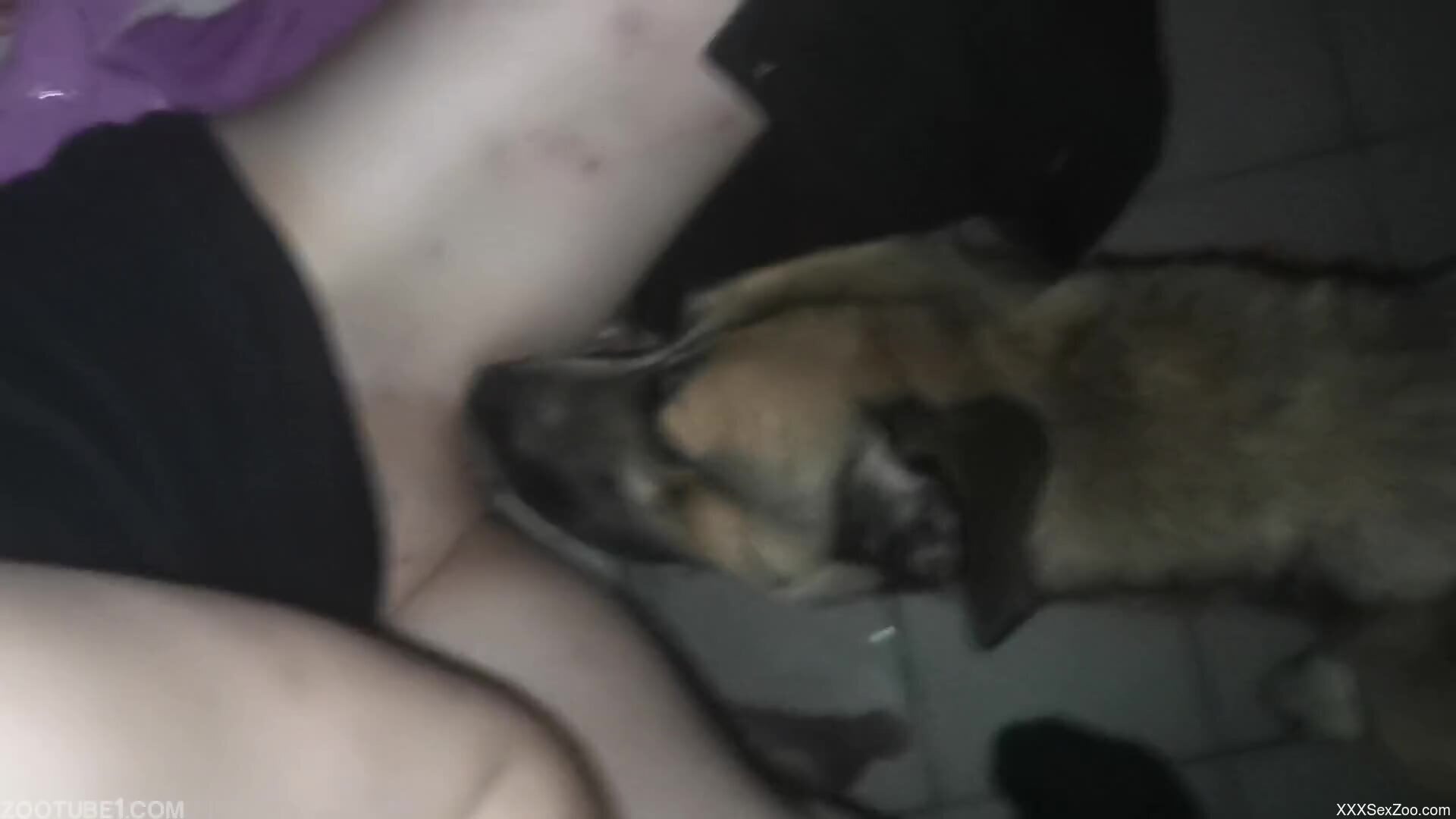Aroused woman feels dog licking her muff in sexy modes