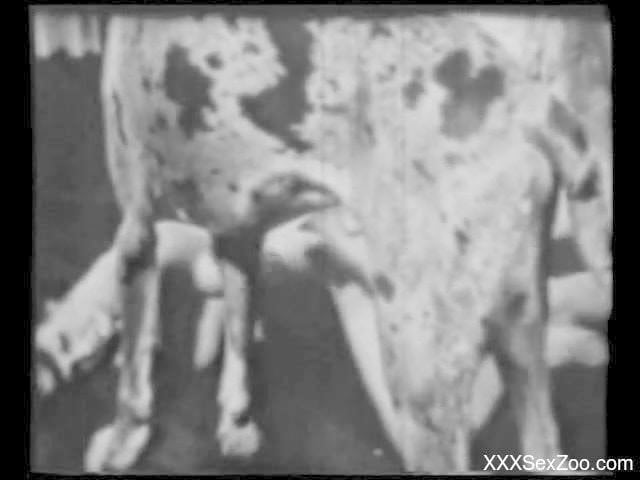 Impressive dalmatian in a gorgeous black & white bestiality sex scene