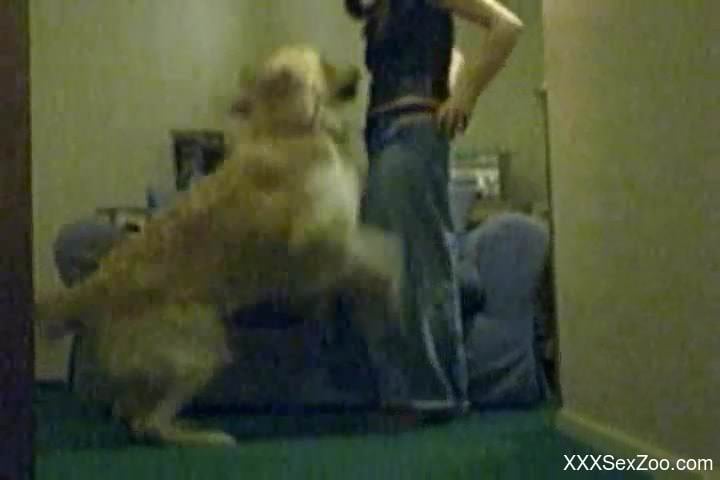 Good white labrador pounds a sweet brunette in doggy style pose