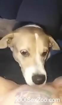 Goofy-looking dog getting pleasured for the camera