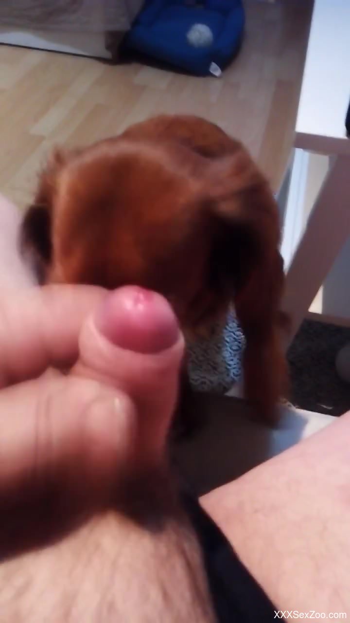 Uncut dick getting licked by a dog in a POV video