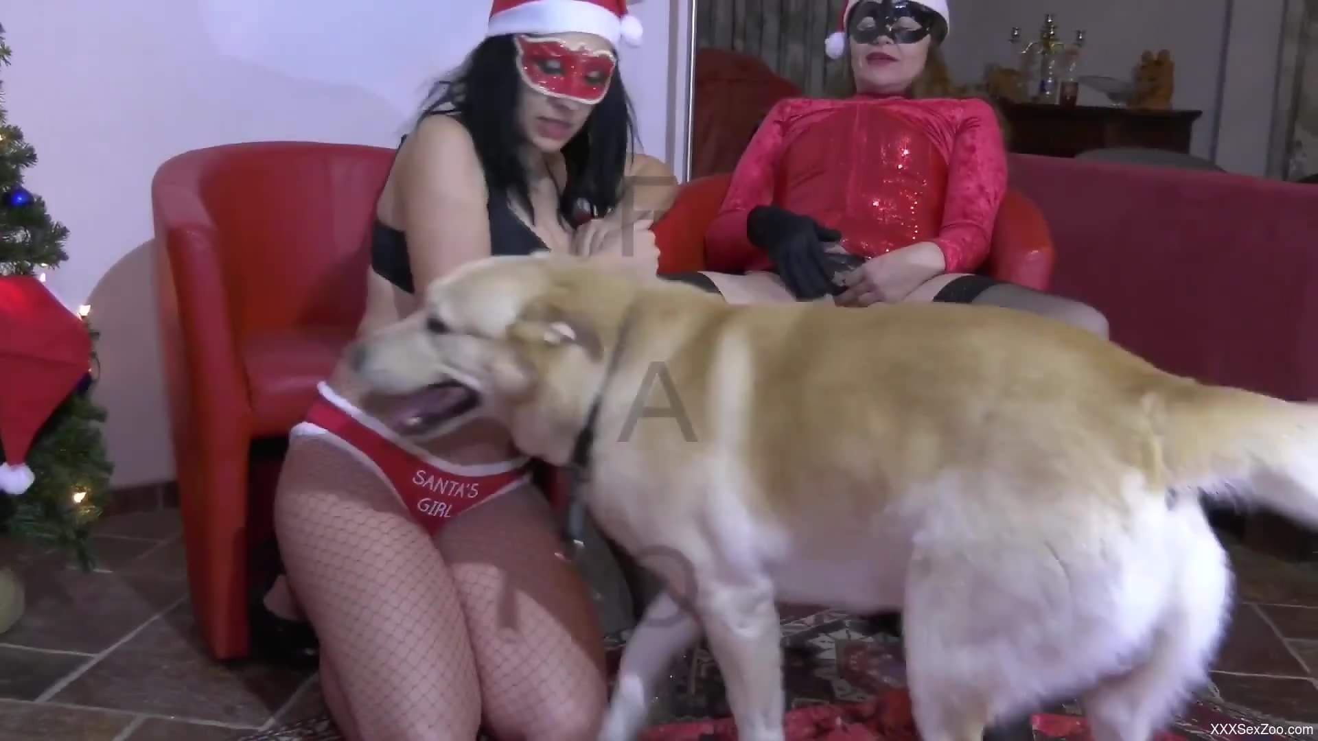 Full Christmas blast in rough zoophilia orgy