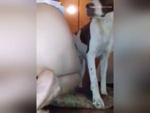 Bitch bent over, k9 cock pounding hard