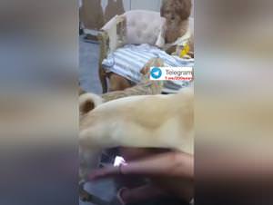 Hot Babe Dog Gangbang Compilation 2