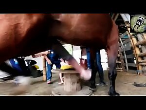 She fucks her stallion brutally