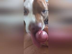 Dog licking, filthy bitch pleasure extreme