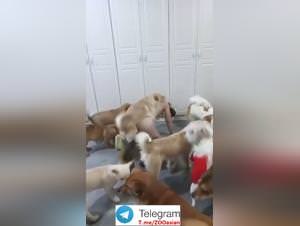 Asian Wife Dogged - Extreme Porn