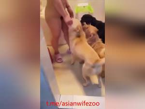 Chinese wife dog gangbang extreme