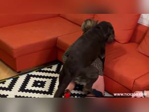 Veronica Silesto: Asian Bestiality - Leopard Sex Extreme