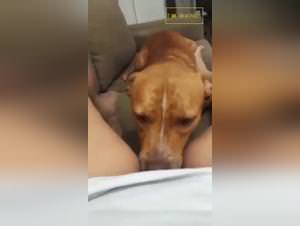 Slut Licks Dog Extreme Porn