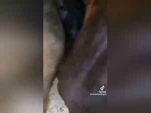 Horse pussy squirt, dog fucker fantasy