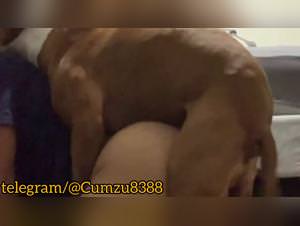 Dog fucks slut