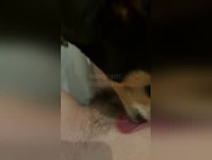 Doggystyle Extreme: Woman Fucks Dog