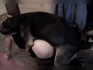 Asian Beastiality XvideosZoo: Extreme Dog Fuck