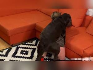 Dog Fuck Girl 3 - Slut Submits to Dog