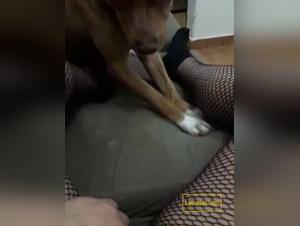 Dog Licking Girls Extreme