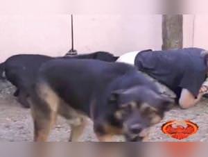 Woman Dog Fuck Video