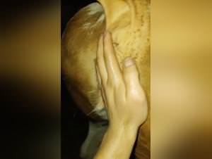 Bitch Milks Dog: Intense Fimming Part 2