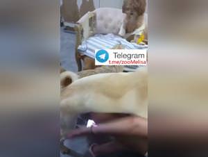 Asian Girl Dog Sex Part 1