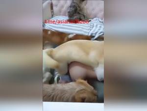 Asian Wife Dominated By Dogs