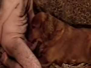 Slut licks pussy dog pleasure hardcore