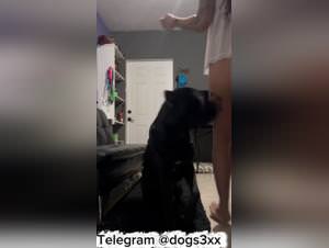 Woman Dog Sex, Hardcore