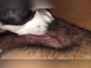 Dog Fuck GF - Art of Zoo Samy Extreme Videos