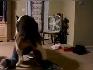 Amateur submits to doggy style with her obsessed lover