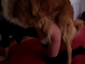 Domination Canine: Girl's Wild Rides with Dog