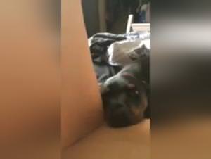 Slutt fucks dog video