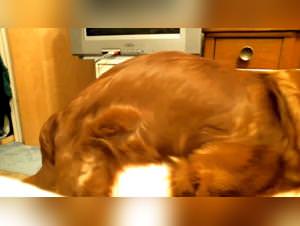 Dog fuck blonde bitch fucks on ztube org, extreme beastiality sites