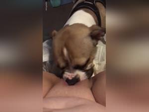 Dog fucks Woman Wild