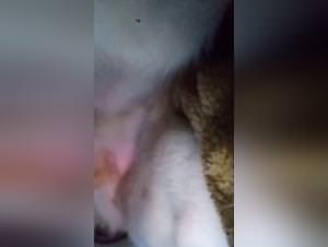 Slut devouring big dog balls insanely