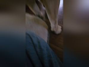 BB Fat Girl Dogcum Swallow Extravaganza