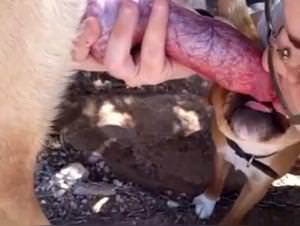 Dog Sex - Woman Fucked Raw by Canine