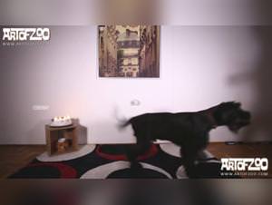 The best porn videos from Zoofilia Tube houses