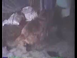 The secrets of animal passion revealed by Gaby and Canelo