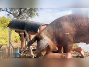 Animalistic delights: dog sex with woman, extreme