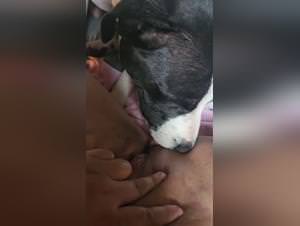 Coco ArtofZoo : Woman Fucks Dog