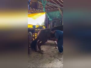 Horse fuck with fleshlight : hardcore scenes